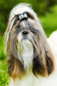 Beautiful decorative dog Shih Tzu walks in the summer on the nat