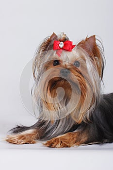 Beautiful decorative dog Yorkshire Terrier