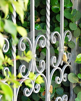 Beautiful Decorative Fence in the Garden. Vintage wrought iron gates. A metal fence among the bushes