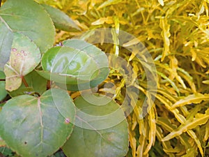 beautiful decorative flower leaves