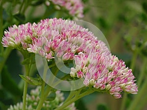 Showy stonecrop flowers - Latin name - Hylotelephium spectabile