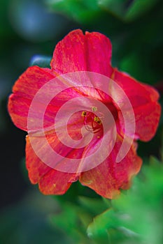 Beautiful decorative and healing diuretic mirabilis flower close-up