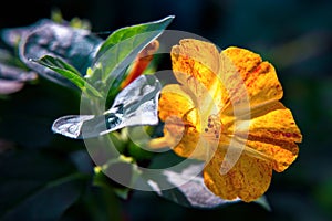 Beautiful decorative and healing diuretic mirabilis flower close-up