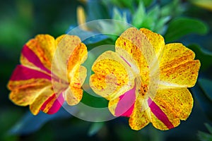 Beautiful decorative and healing diuretic mirabilis flower close-up