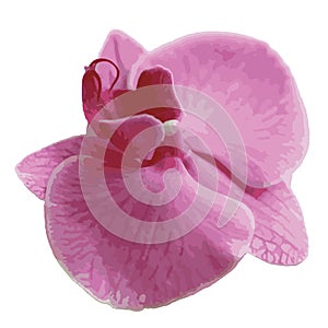 Beautiful Decorative macro Pink orchid flower. Vector clipart