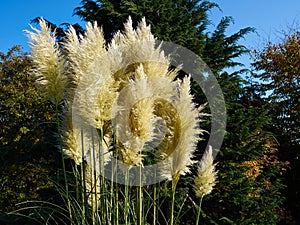 Beautiful decorative Pampas Grass Cortaderia selloana photo