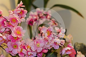 Beautiful Decorative pink flowers at home