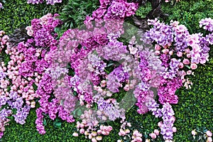 Decorative plant wall from artificial green grass and different pink purple flowers as romantic, wedding, background