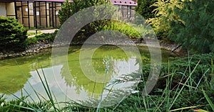 Beautiful decorative pond in the garden with colorful rainbow koi carps. Large koi carp swim freely at the very surface