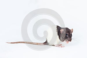 Beautiful decorative rat turned sideways closeup. Isolated on a white background