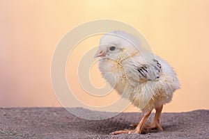 Beautiful decorative rooster on the farm in the spring