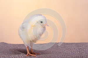 Beautiful decorative rooster on the farm in the spring