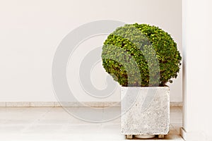 Beautiful decorative shrub in the shape of a ball, in a square stone pot