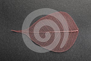 Beautiful decorative skeleton leaf