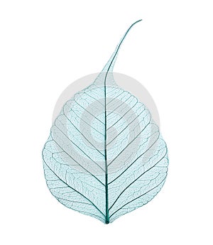 Beautiful decorative skeleton leaf