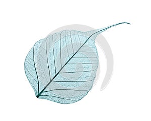 Beautiful decorative skeleton leaf