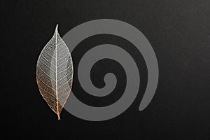 Beautiful decorative skeleton leaf and space for text on black background