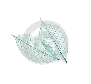 Beautiful decorative skeleton leaves