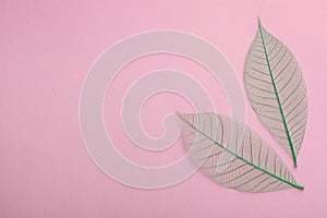 Beautiful decorative skeleton leaves and space