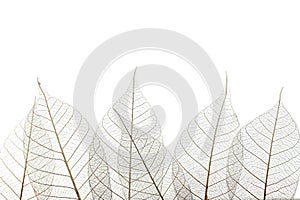 Beautiful decorative skeleton leaves and space