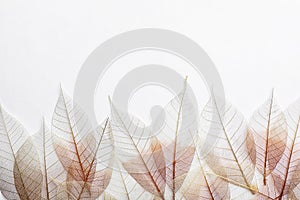 Beautiful decorative skeleton leaves and space for text on white background