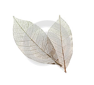 Beautiful decorative skeleton leaves on white background