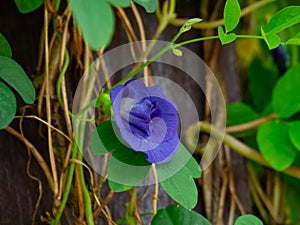 Beautiful deep blue color of double flower layer, the flower is Clitoria Ternatea.