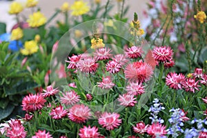a Beautiful Deep Colored Strawflower Macro, hk