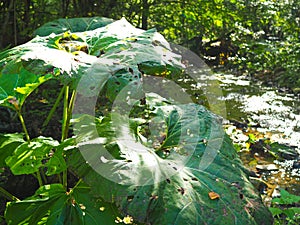 beautiful deep green fern in the forest by the stream