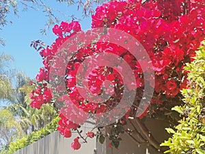 Beautiful deep pink bougainvillea flowers against deep blue sky with copy space