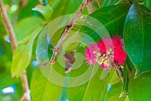 The beautiful deep pink flower of Malay rose apple. Syzygium malaccense. Zanzibar, Tanzania