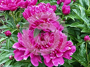 Beautiful deep pink peony flowers, fully blooming.