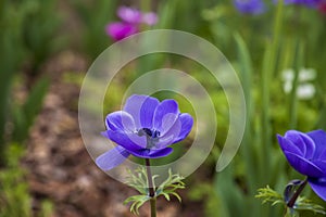 beautiful deep purple Anemone de Caen Mr. Fokker flowers with lush green leaves and plants at Atlanta Botanical Gardens