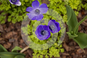 beautiful deep purple Anemone de Caen Mr. Fokker flowers with lush green leaves and plants at Atlanta Botanical Gardens in
