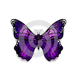Beautiful deep purple detailed realistic magic butterfly on white