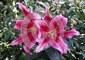 Beautiful deep red flower of Oriental Hybrid Lily Petrolia