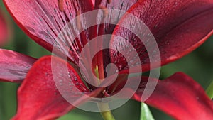 beautiful deep red lily flower blooming in garden. macro footage