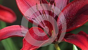 beautiful deep red lily flower blooming in garden. macro footage. sunny day