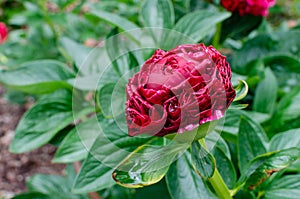 Beautiful deep red peony - Paeonia `Henry Bockstoce`, USA. Botanical garden in Poland.