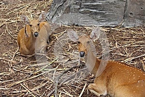 Beautiful deer.