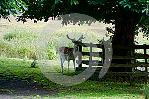 Beautiful deer in the Bradgate Park, Leicester