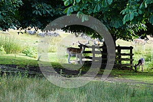 Beautiful deer in the Bradgate Park, Leicester