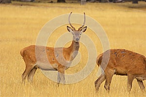 Deer in Richmond park, London,UK photo