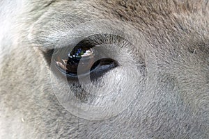 Beautiful deer eye, close-up