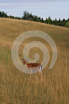 Beautiful deer on a field