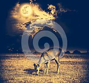 Beautiful deer graze among sky with bright full moon and dark cl