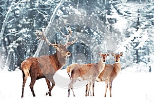 Beautiful Deer male  with big horns and deer female in the winter snowy forest. Christmas wonderland