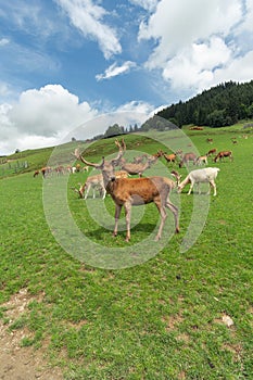 Beautiful deer in an open meadow in Aurach Austria