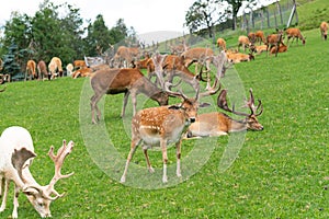 Beautiful deer in an open meadow in Aurach Austria