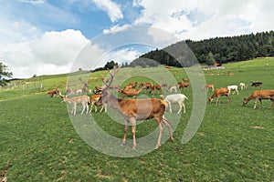 Beautiful deer in an open meadow in Aurach Austria